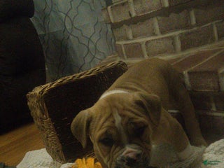 Mixed Breed dogs Baxter - Ad 24