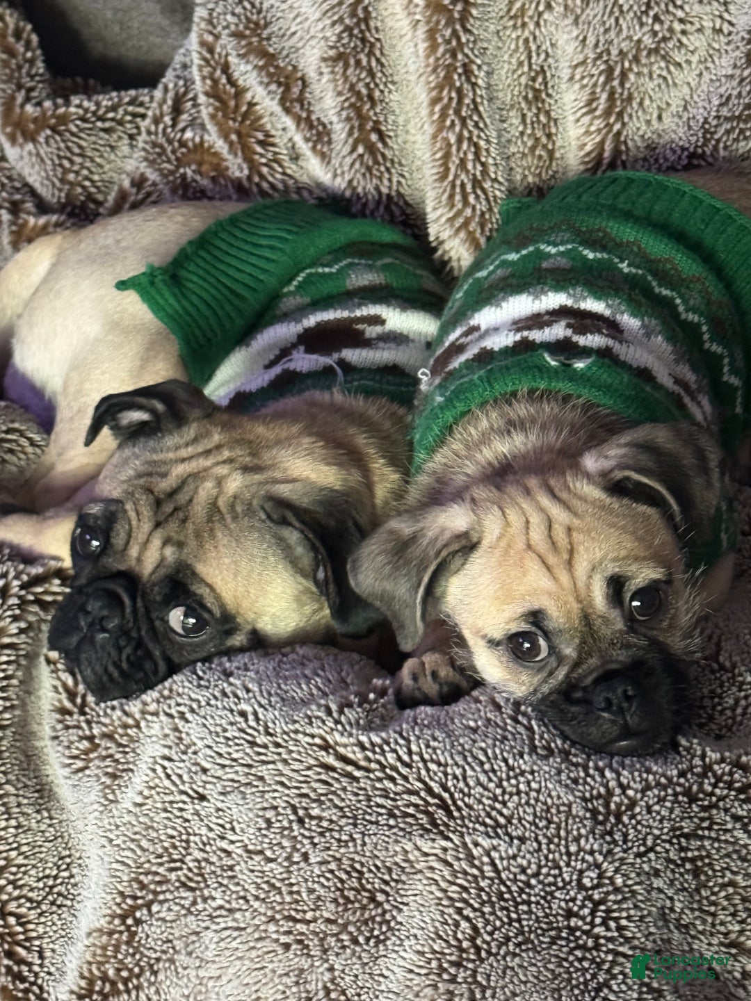 Pug dogs for sale: Pug Puppy 3 - Ad 2