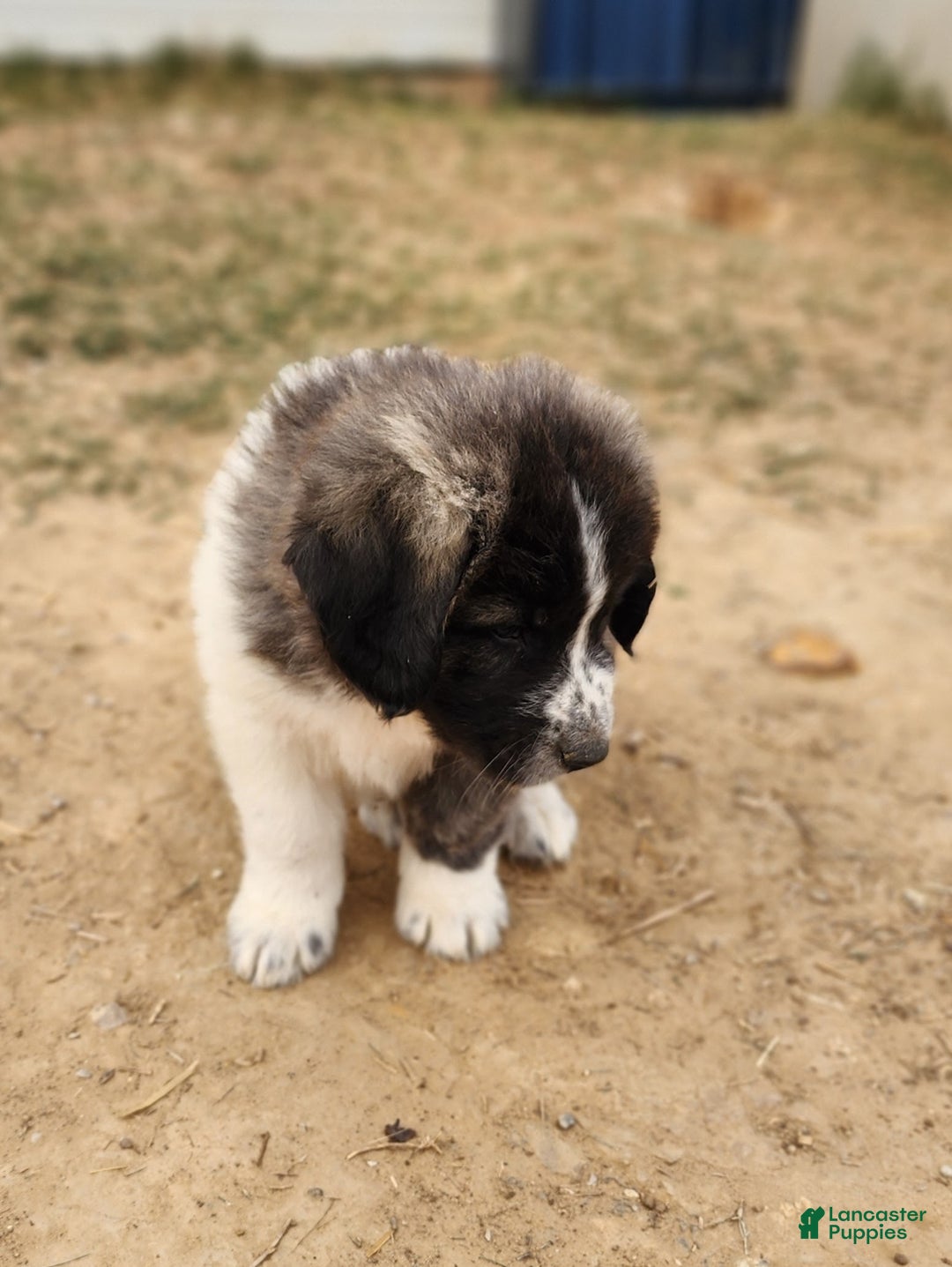 Anatolian Shepherd dogs for sale: Zena 2025 M2 ASD puppy - Ad 15