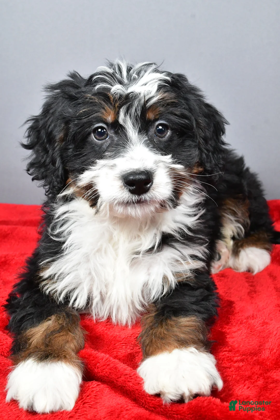 Mini Bernedoodle dogs for sale: Emily - Ad 3