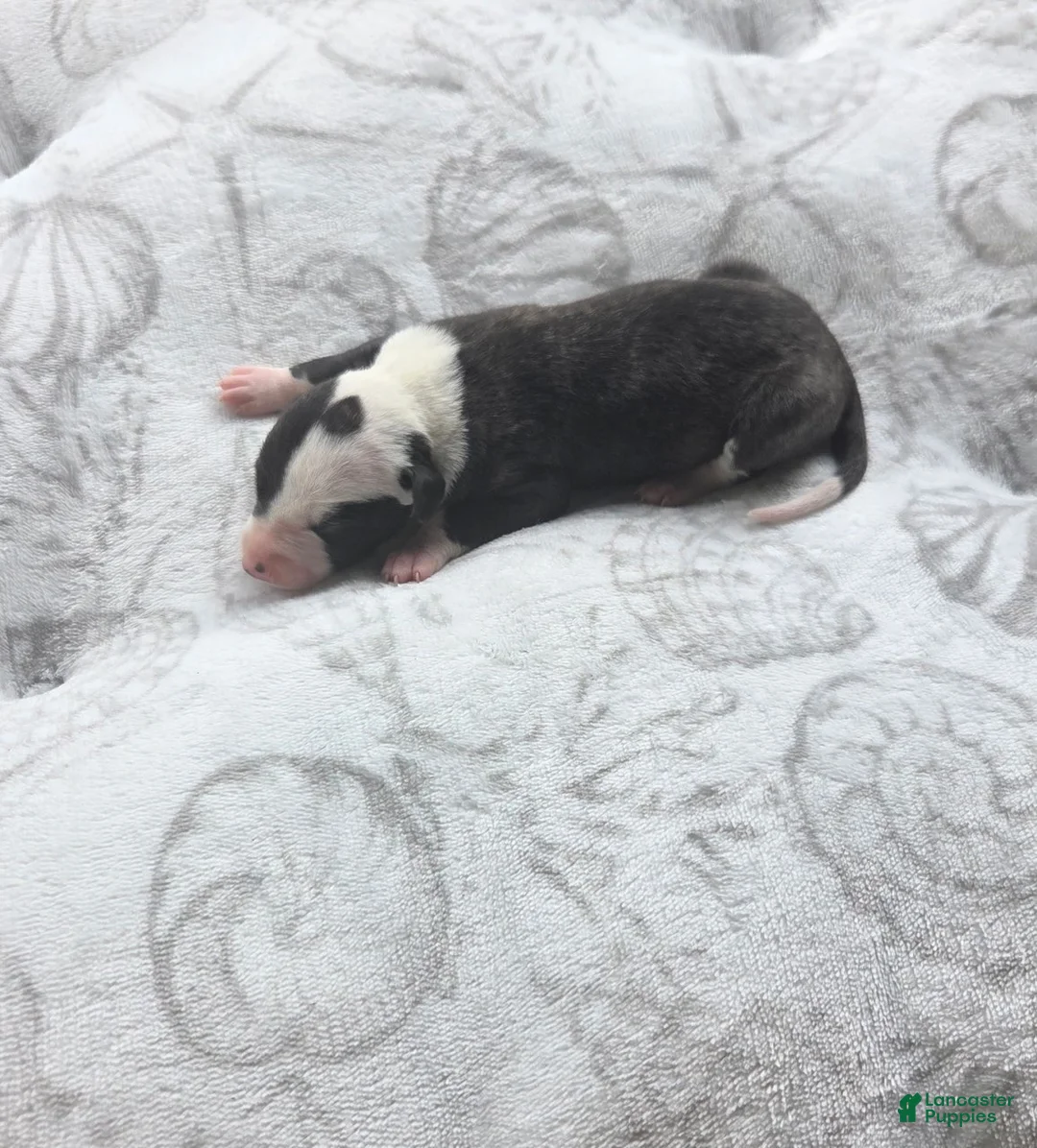 Whippet dogs for sale: Girl 2 - Ad 1