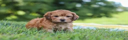 Yorkiepoo dogs for sale: Ollie - Ad 6
