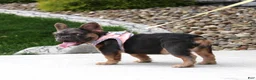 French Bulldog dogs for sale: Jana - Ad 3