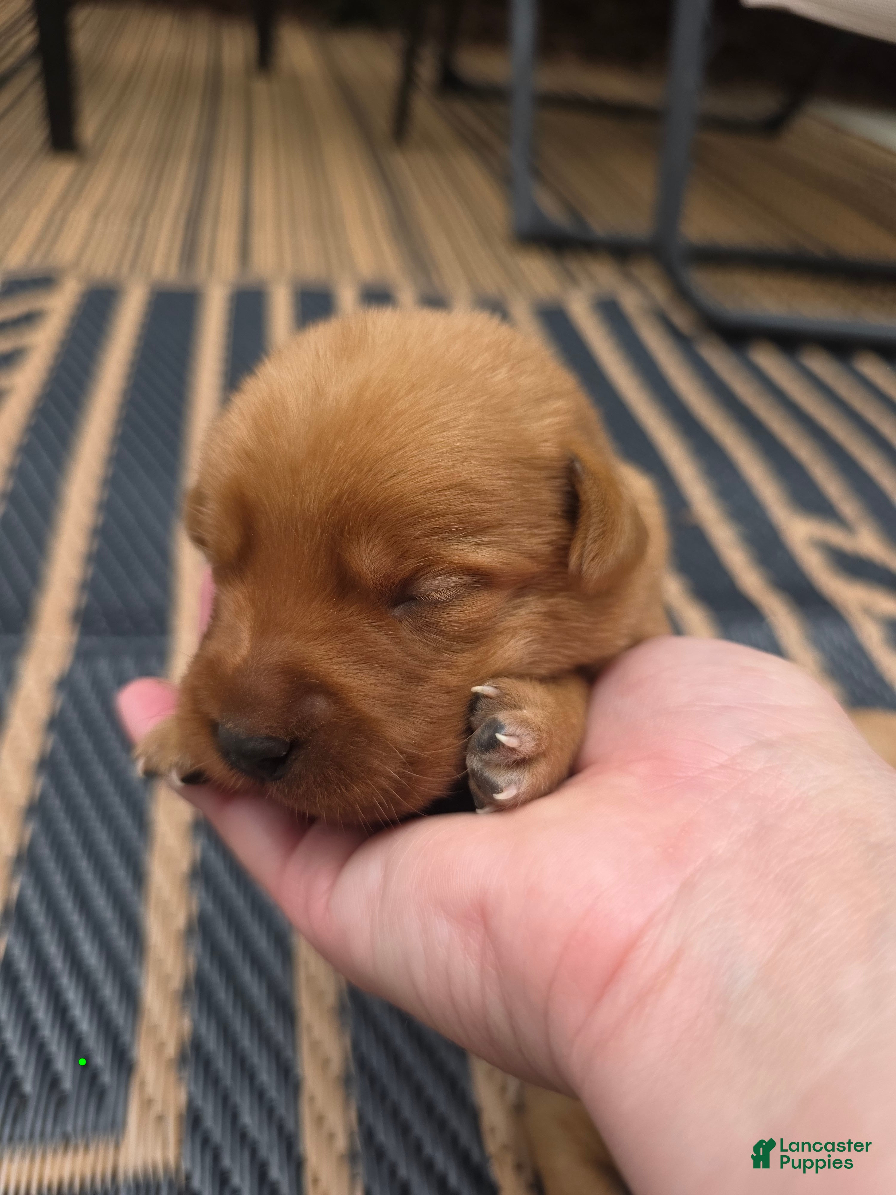 Labrador Retriever dogs Heath 💚 Fox Red English Lab  - Ad 1