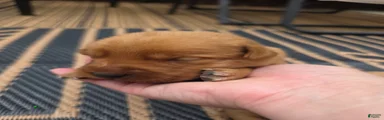 Heath 💚 Fox Red English Lab 