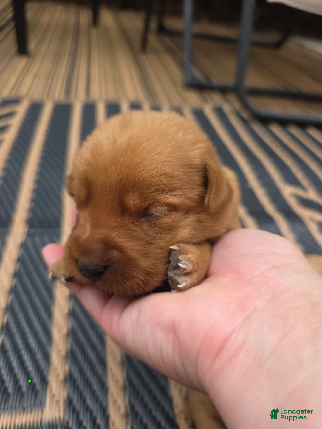 Labrador Retriever dogs for sale: Heath 💚 Fox Red English Lab  - Ad 1