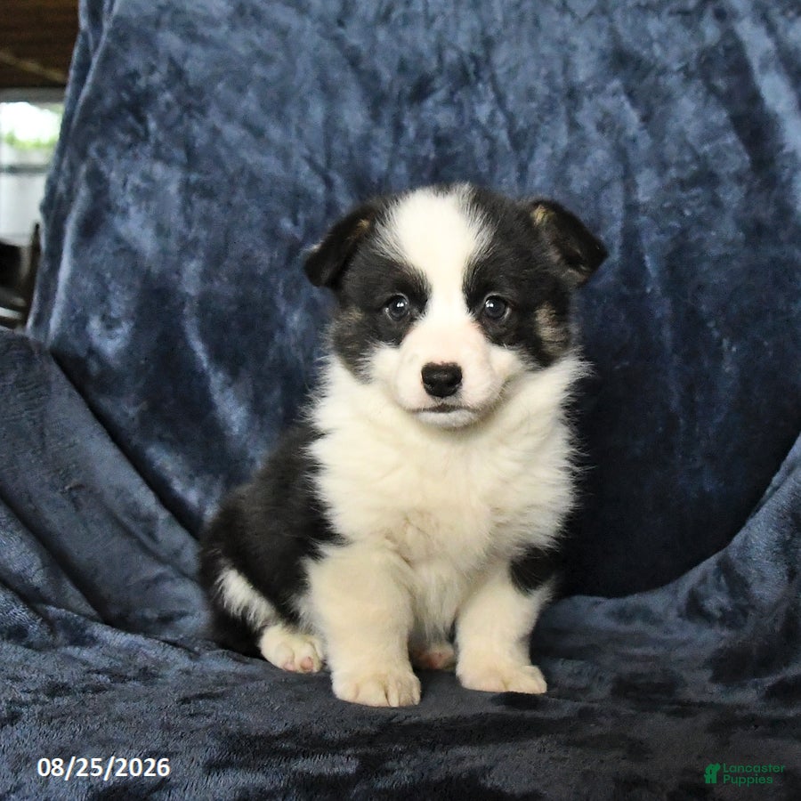Welsh Corgi Pembroke dogs Ruger - Ad 2