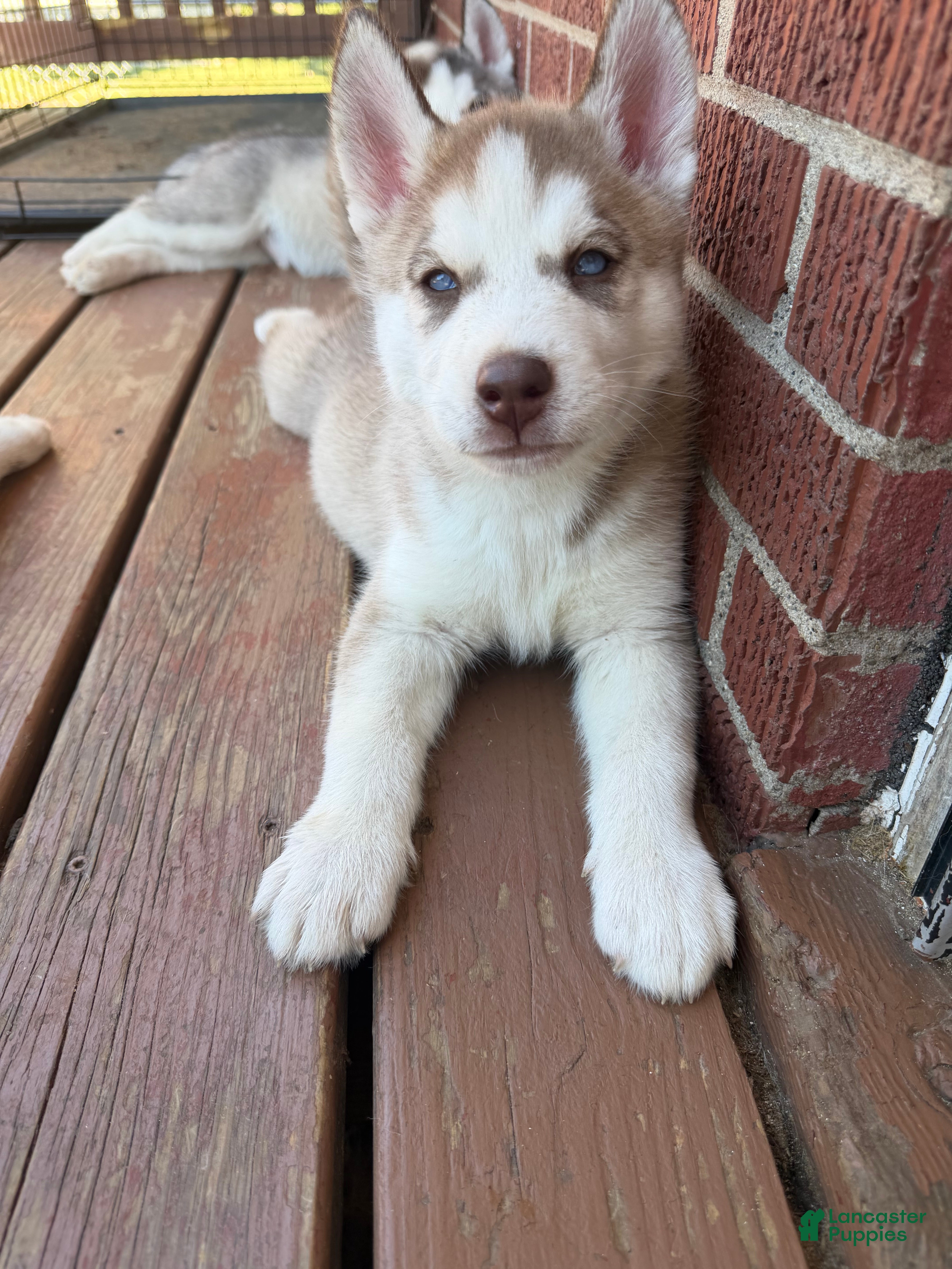 Zaiden (Siberian Husky, Male) in Louisville, KY