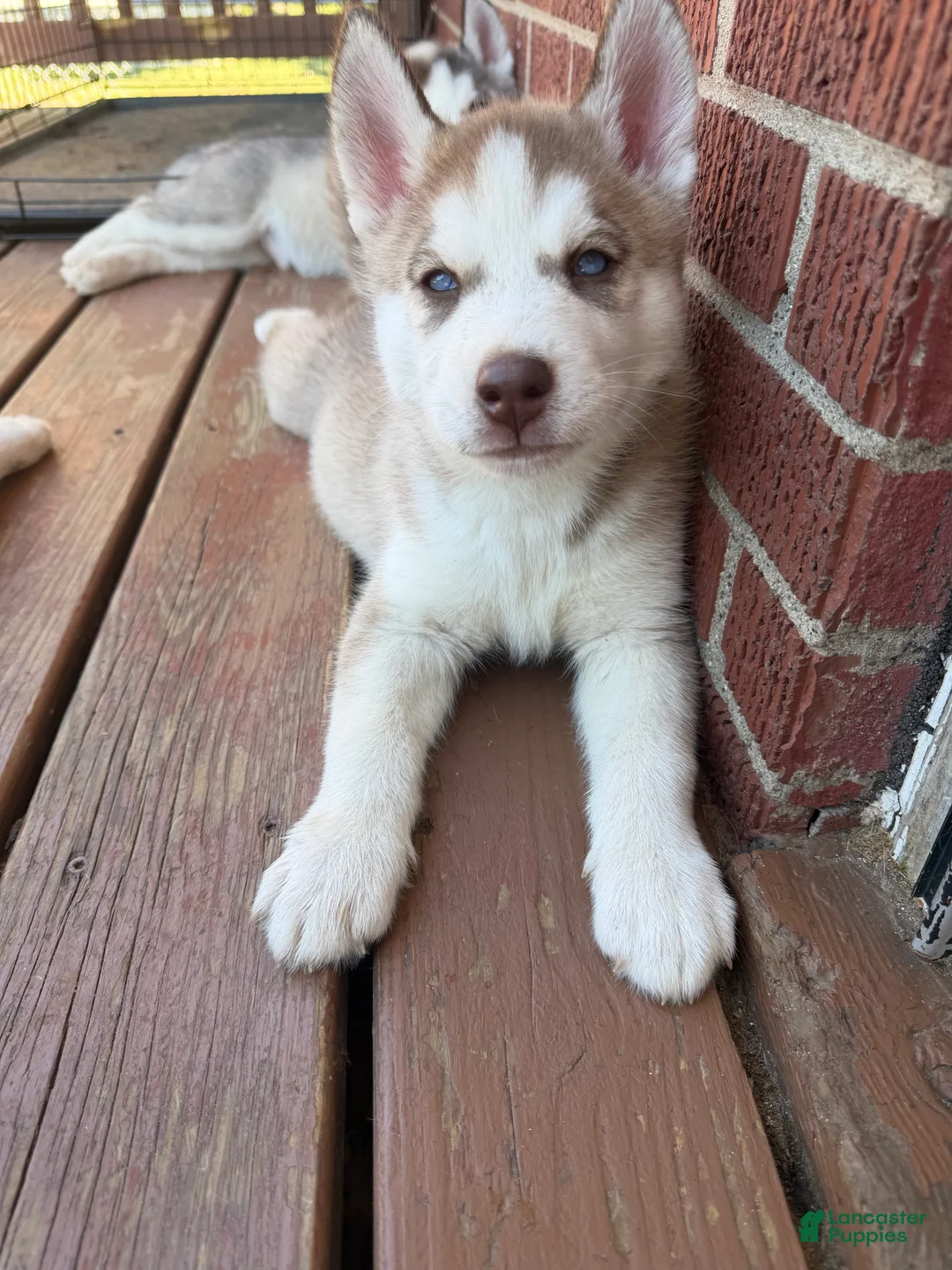 Siberian Husky dogs for sale: Zaiden - Ad 1