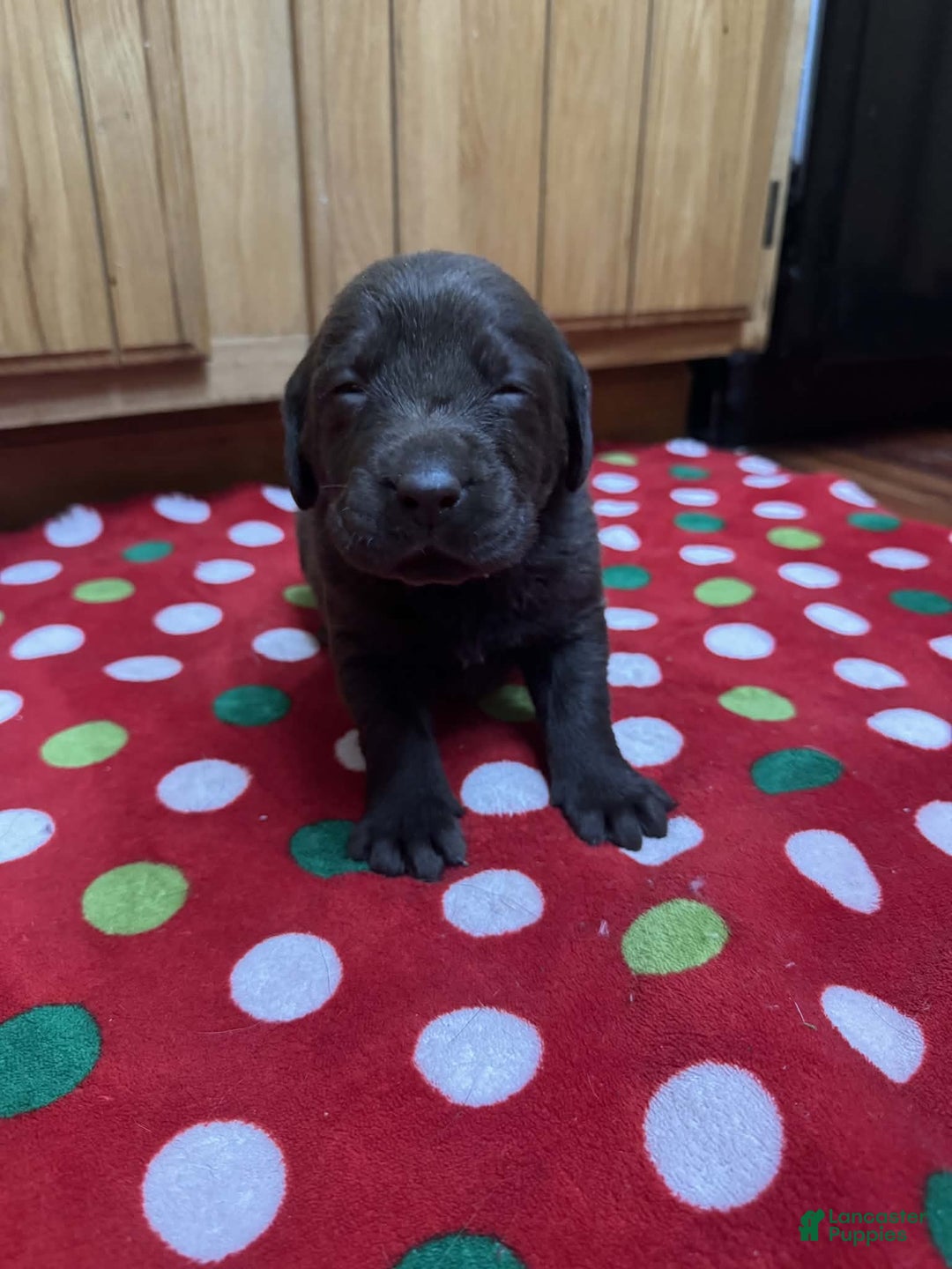 Labrador Retriever dogs for sale: Maple - Ad 5