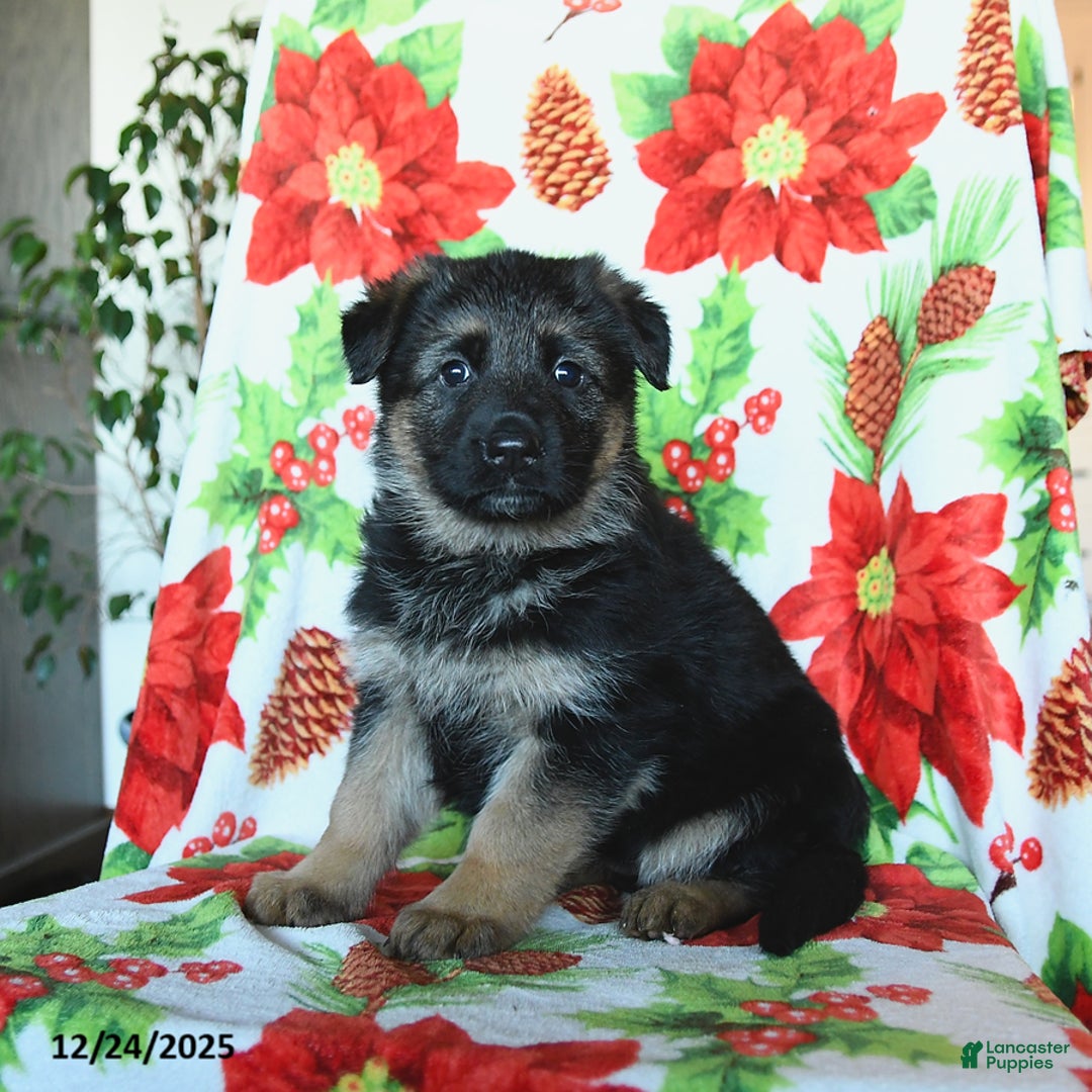 German Shepherd dogs for sale: Lady - Ad 1