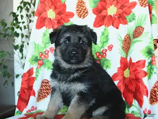 German Shepherd dogs Lady - Ad 34