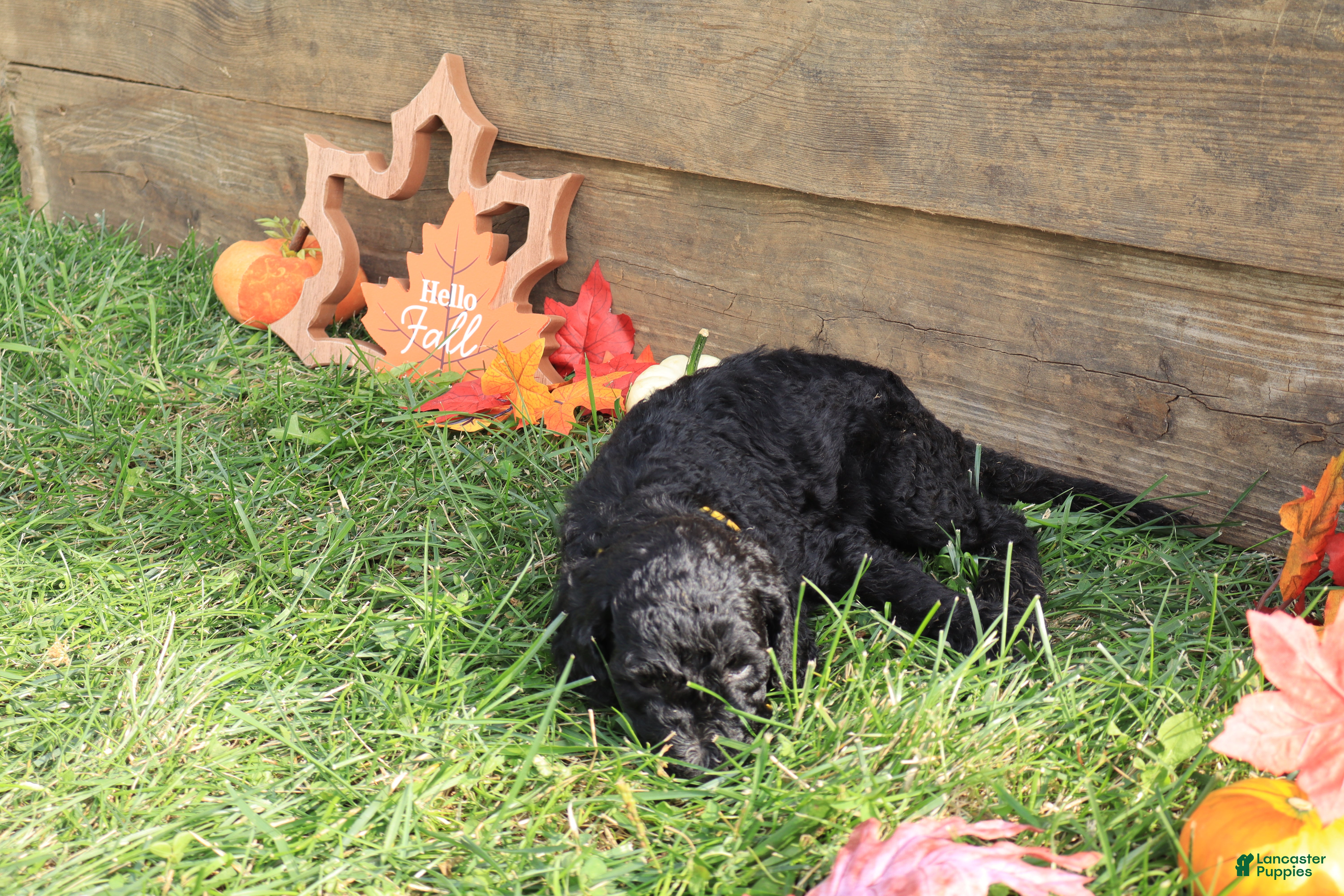 Standard Poodle dogs Ethan - Ad 2