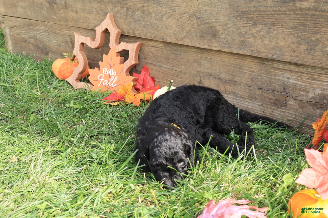 Standard Poodle dogs for sale: Ethan - Ad 2