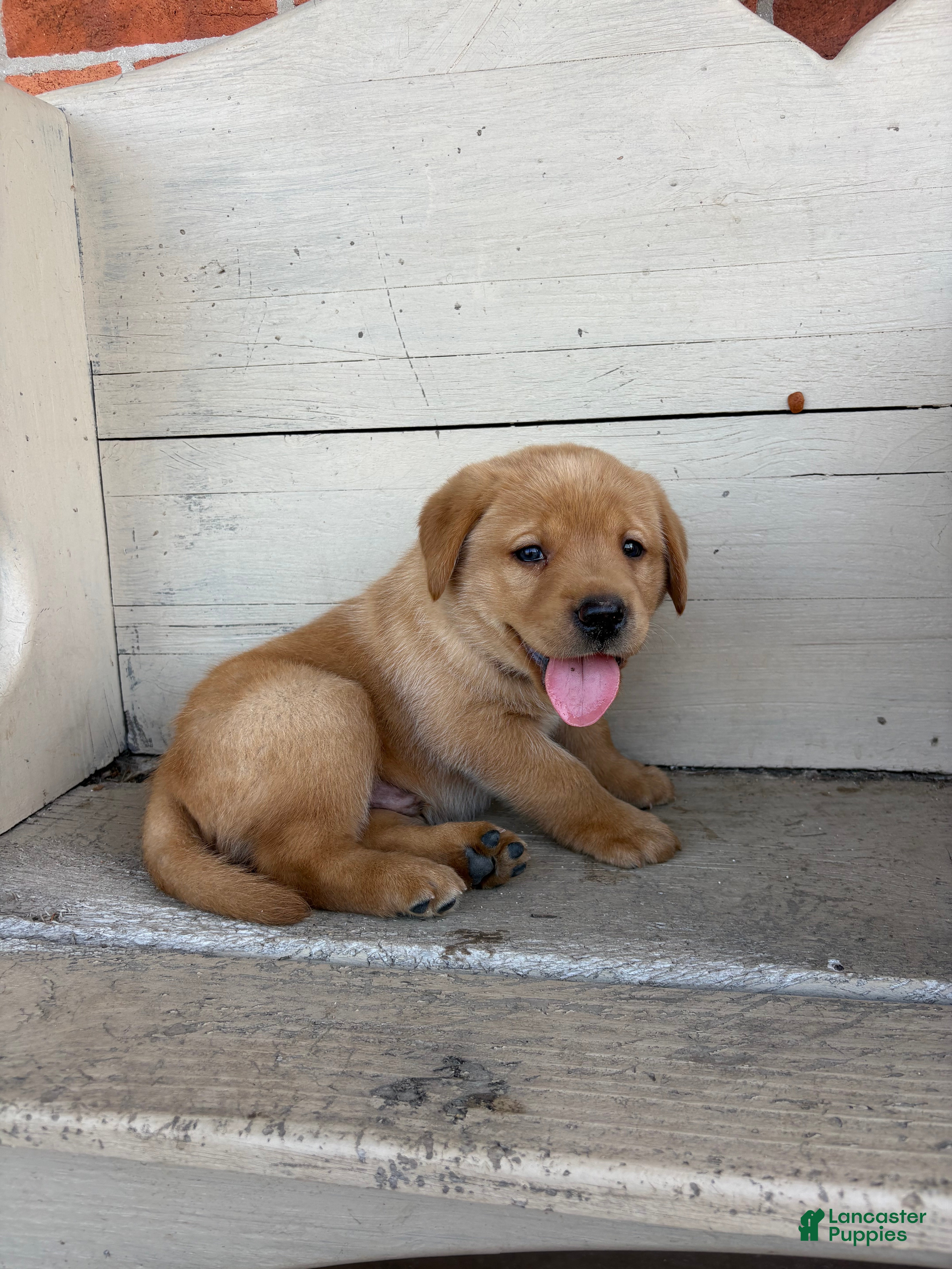 Labrador Retriever dogs Peanut - Ad 2