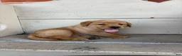 Labrador Retriever dogs for sale: Peanut - Ad 2