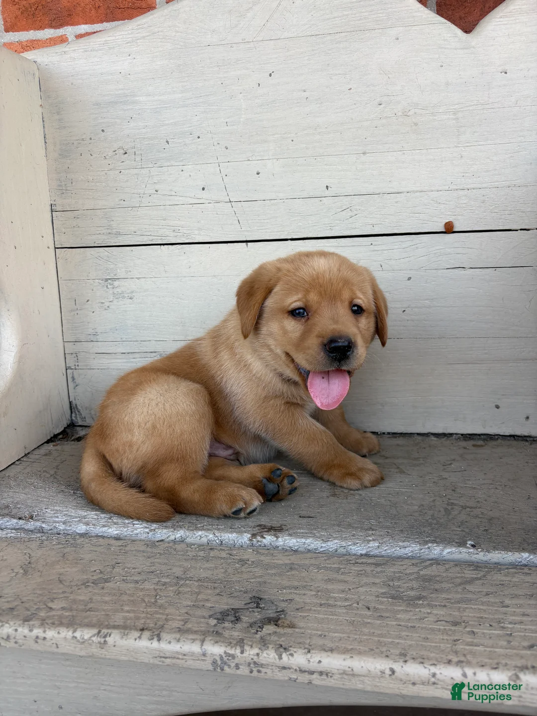 Labrador Retriever dogs for sale: Peanut - Ad 2