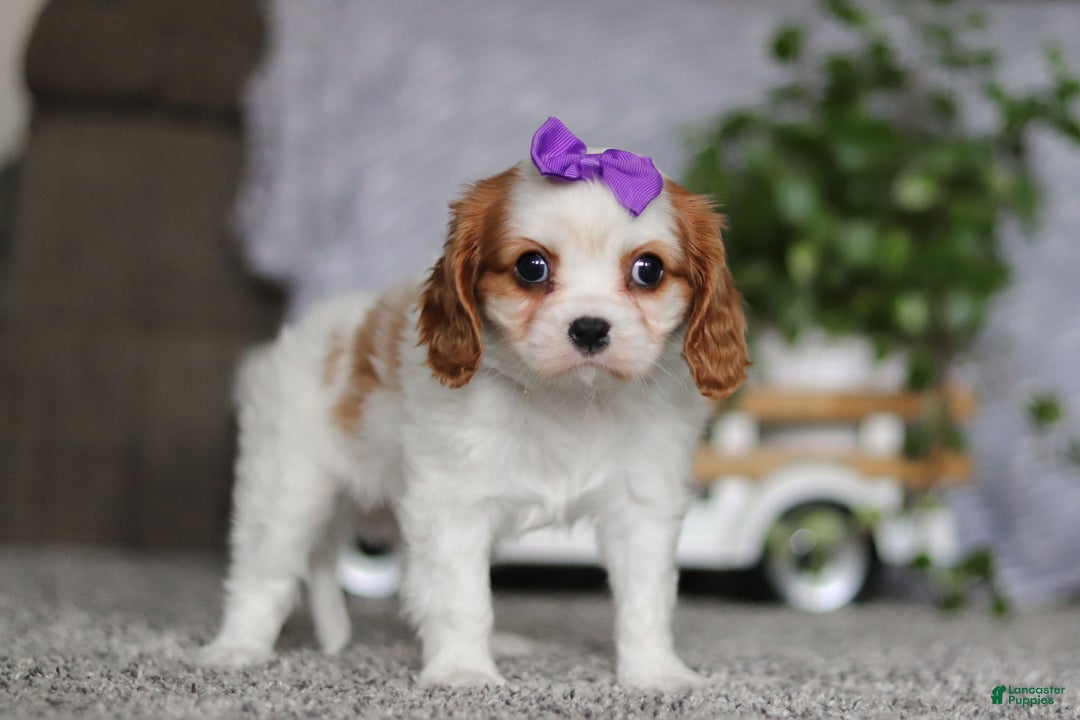 Cavalier King Charles Spaniel dogs for sale: Maggie - Ad 5