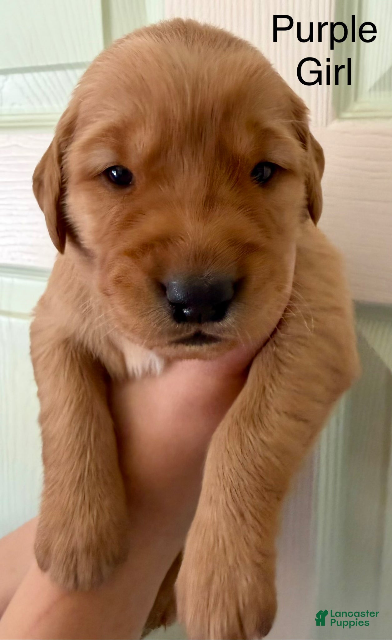 Golden Retriever dogs Purple Girl - Ad 3