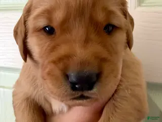 Golden Retriever dogs Purple Girl - Ad 3