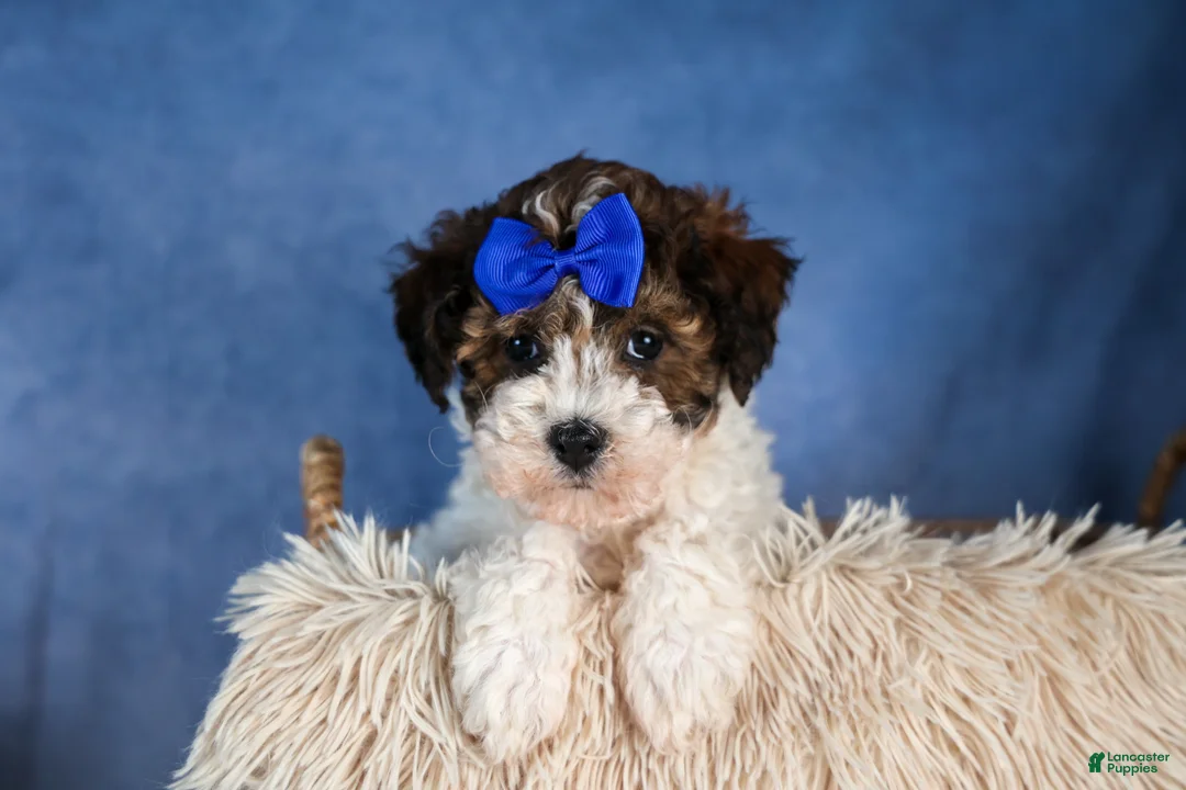 Havapoo dogs for sale: ELVIS - Ad 8