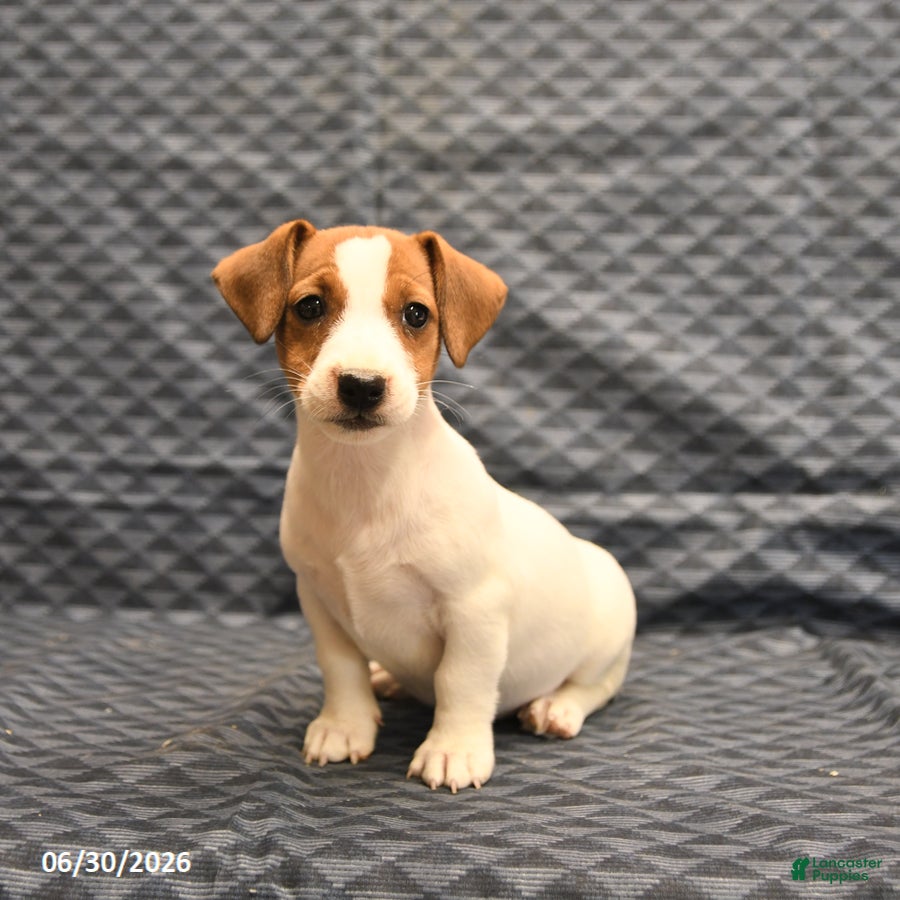 Jack Russell Terrier dogs Emily - Ad 2