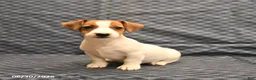 Jack Russell Terrier dogs for sale: Emily - Ad 2