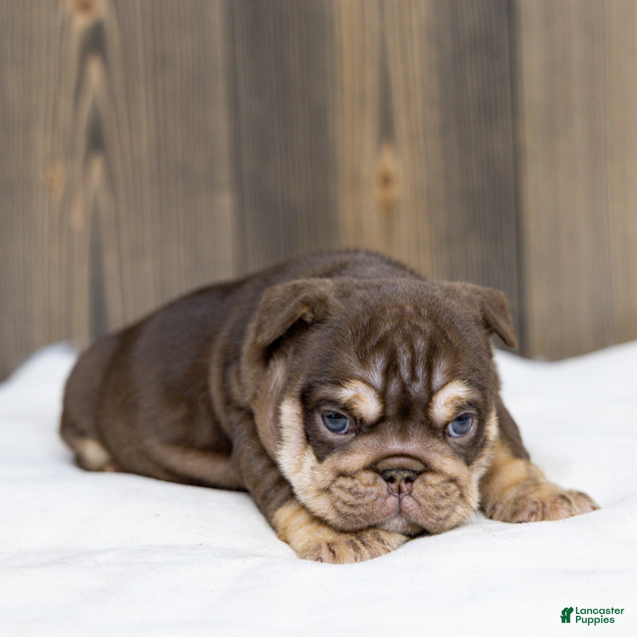 English Bulldog dogs Sable Manroe English Bulldog Puppy  - Ad 2