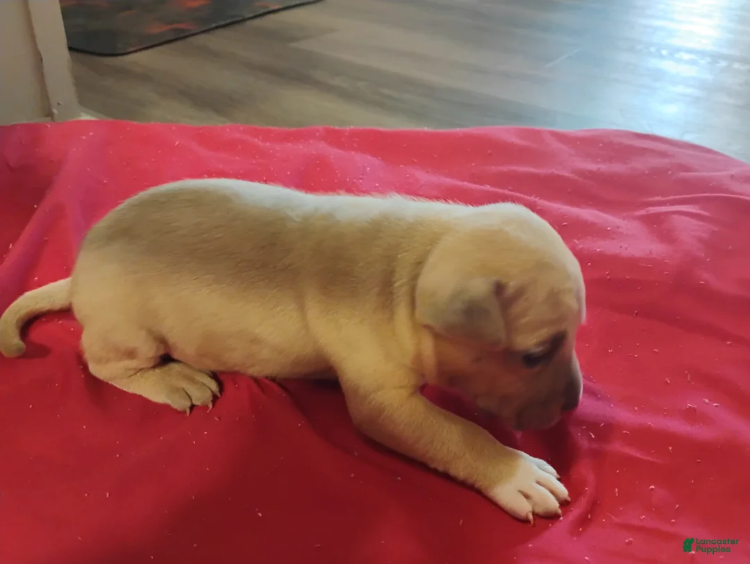 American Pit Bull Terrier dogs for sale: American Pit Bull Terrier 7 - Ad 2