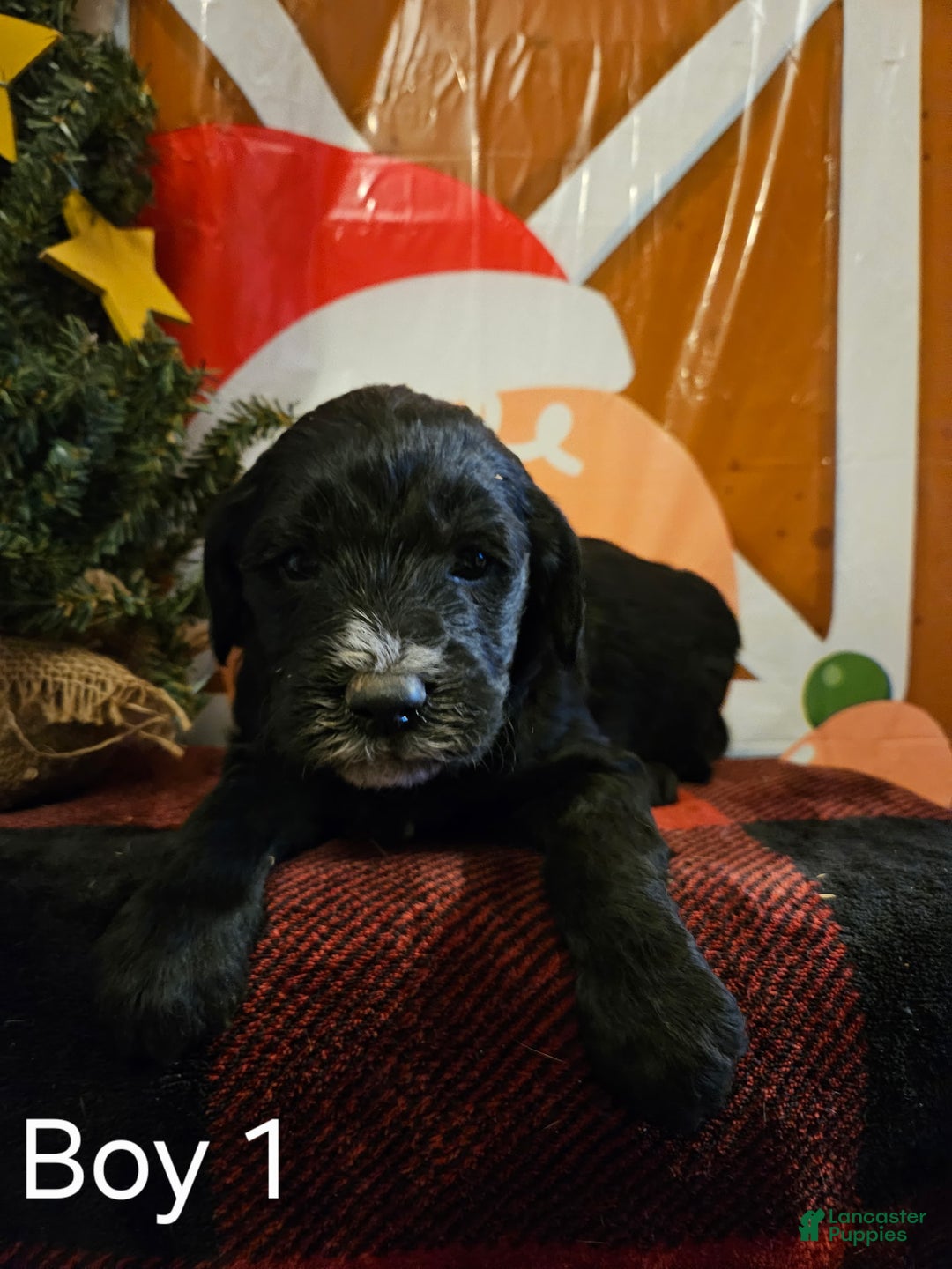 Mixed Breed dogs for sale: Boy #1  - Ad 1