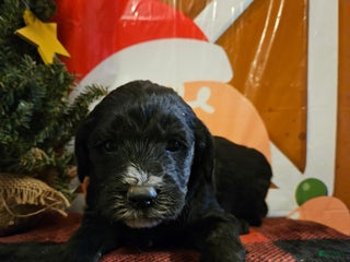 Mixed Breed dogs Boy #1 - Ad 35