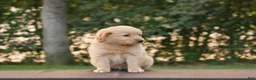 Goldendoodle dogs for sale: Hank - Ad 10