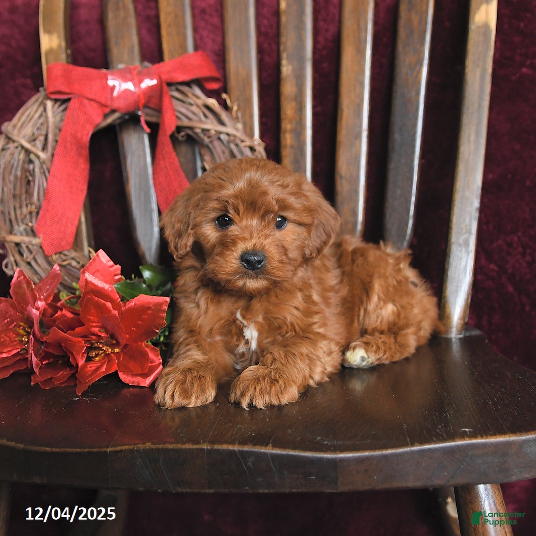 Cavapoo dogs for sale: Mervin - Ad 2