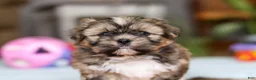 Shih Tzu dogs for sale: Carlson - Ad 8