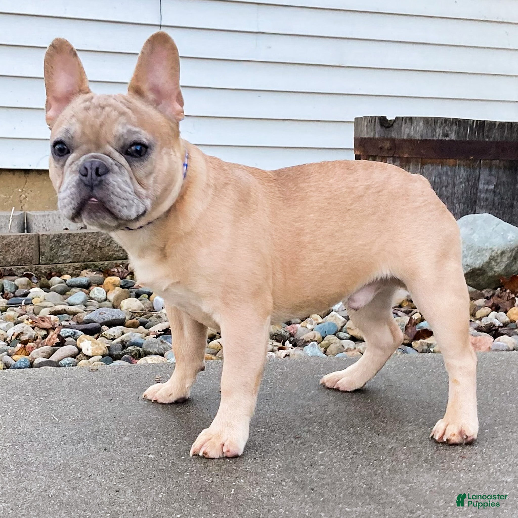 French Bulldog dogs Marlow French Bulldog Puppy  - Ad 1