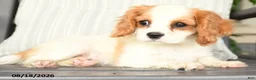 Cavapoo dogs for sale: Cherries - Ad 4