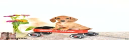 Miniature Dachshund dogs for sale: Shanda - Ad 8