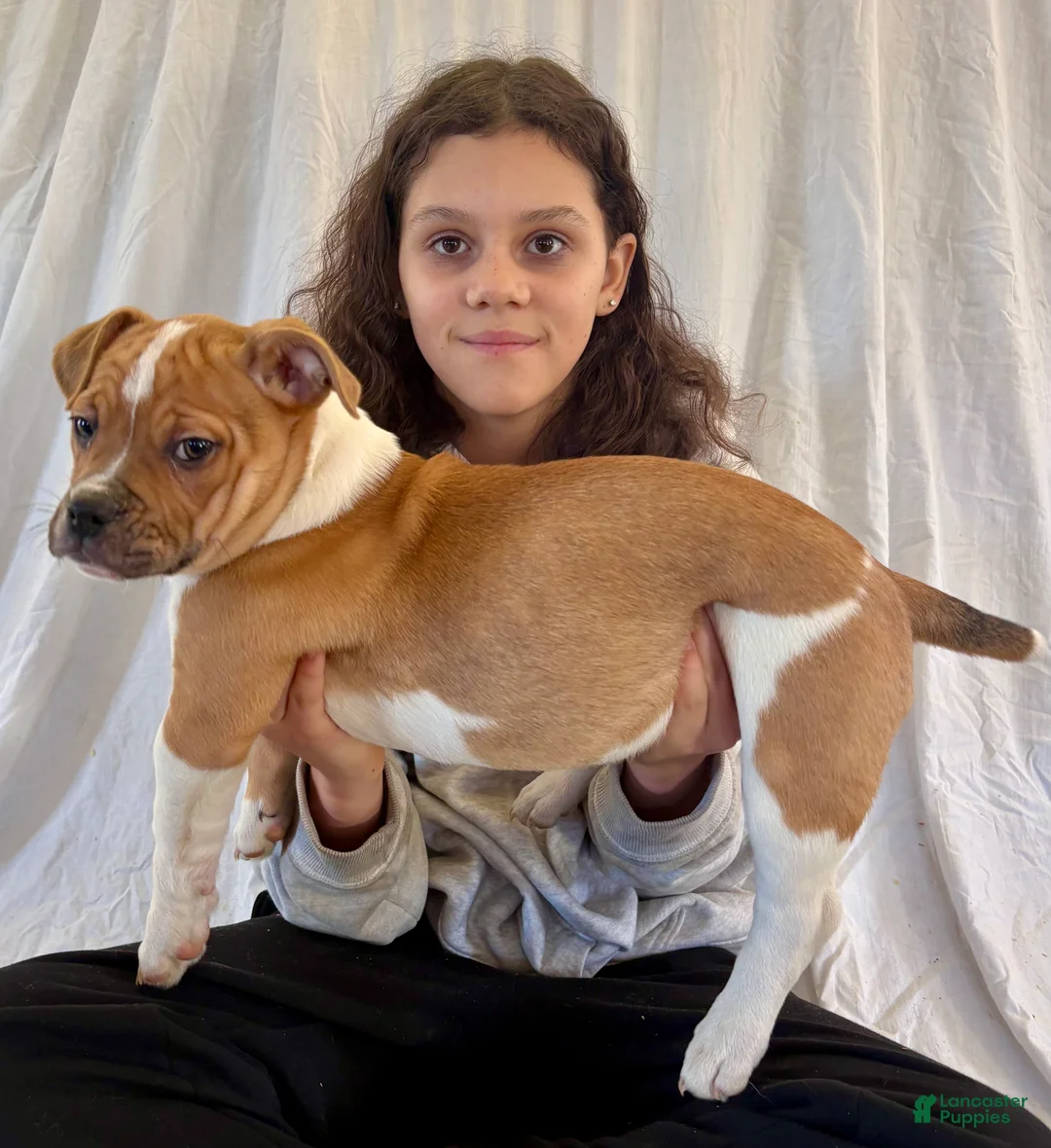 American Bulldog dogs for sale: American Bulldog Puppy 7 - Ad 3