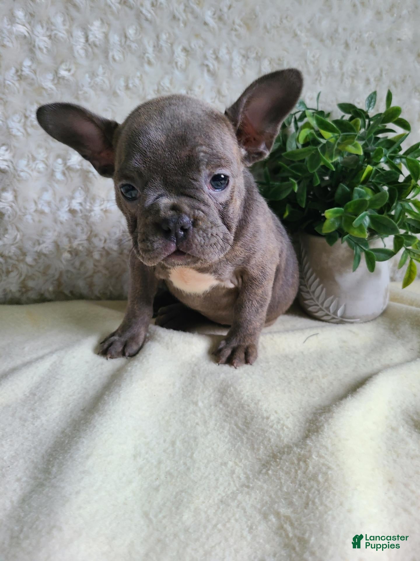 Frenchton dogs Macy - Ad 2