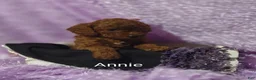 Cavapoo dogs for sale: Cavapoo F1b 9 Annie - Ad 8