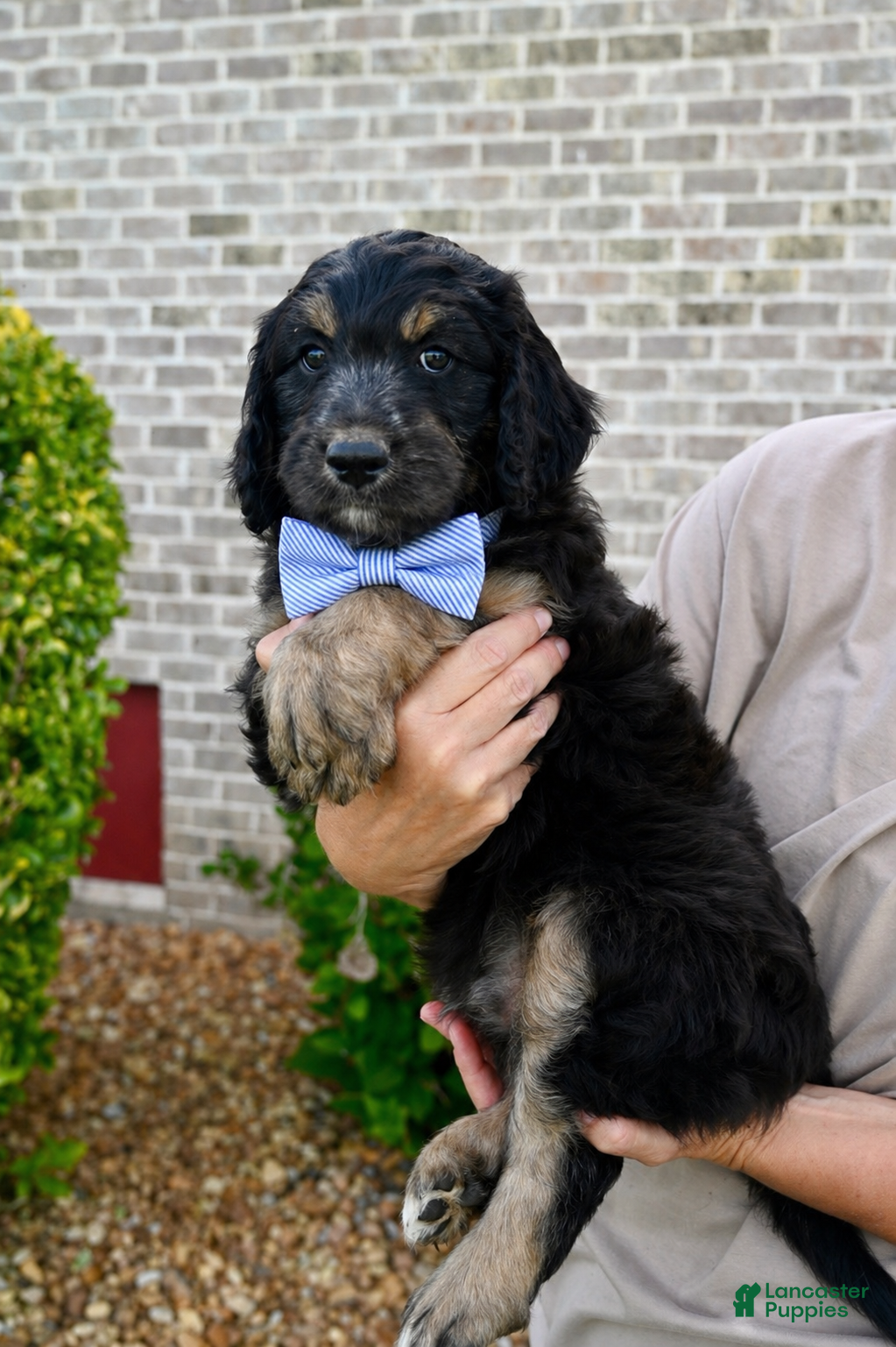 Aussiedoodle dogs Aussiedoodle Puppy 6 - Ad 28