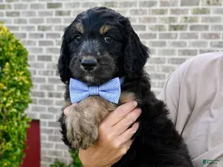 Aussiedoodle dogs Aussiedoodle Puppy 6 - Ad 18