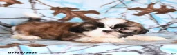 Shih Tzu dogs for sale: Moose - Ad 5