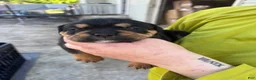 Mixed Breed dogs for sale: Diesel (Diesel) - Ad 8