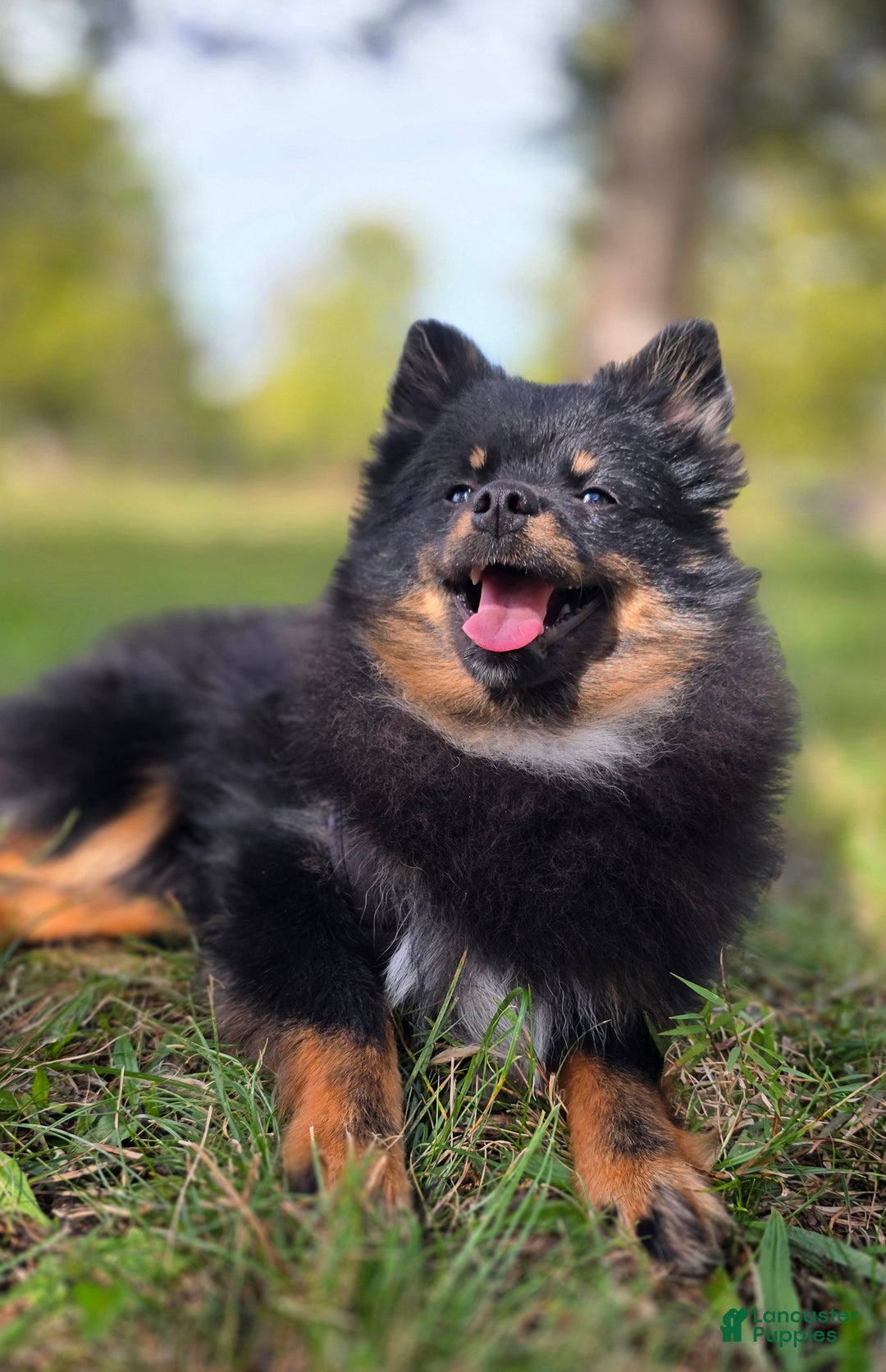 Pomeranian dogs for sale: Kora - Ad 15