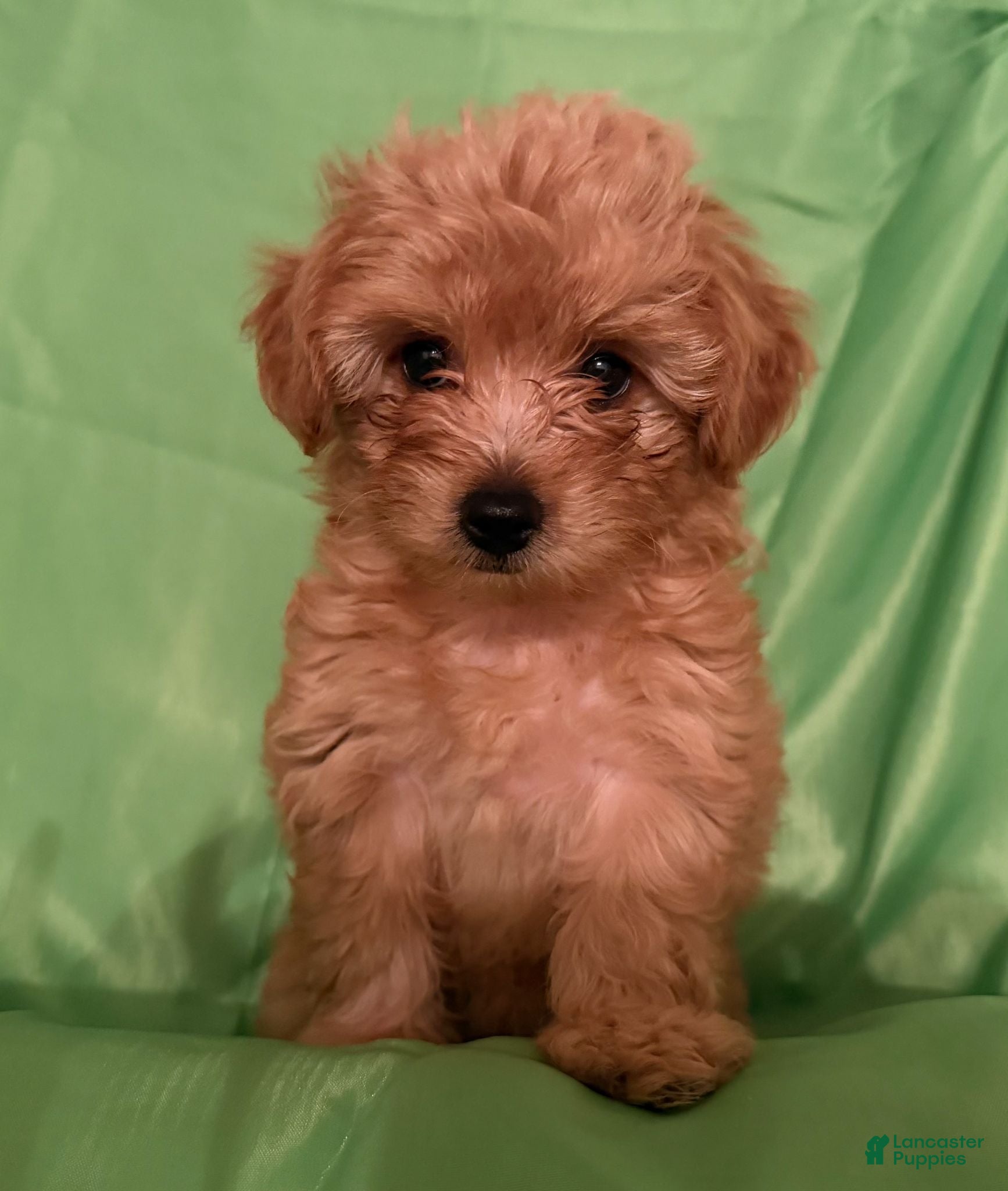 Yorkiepoo dogs Nami - Ad 33