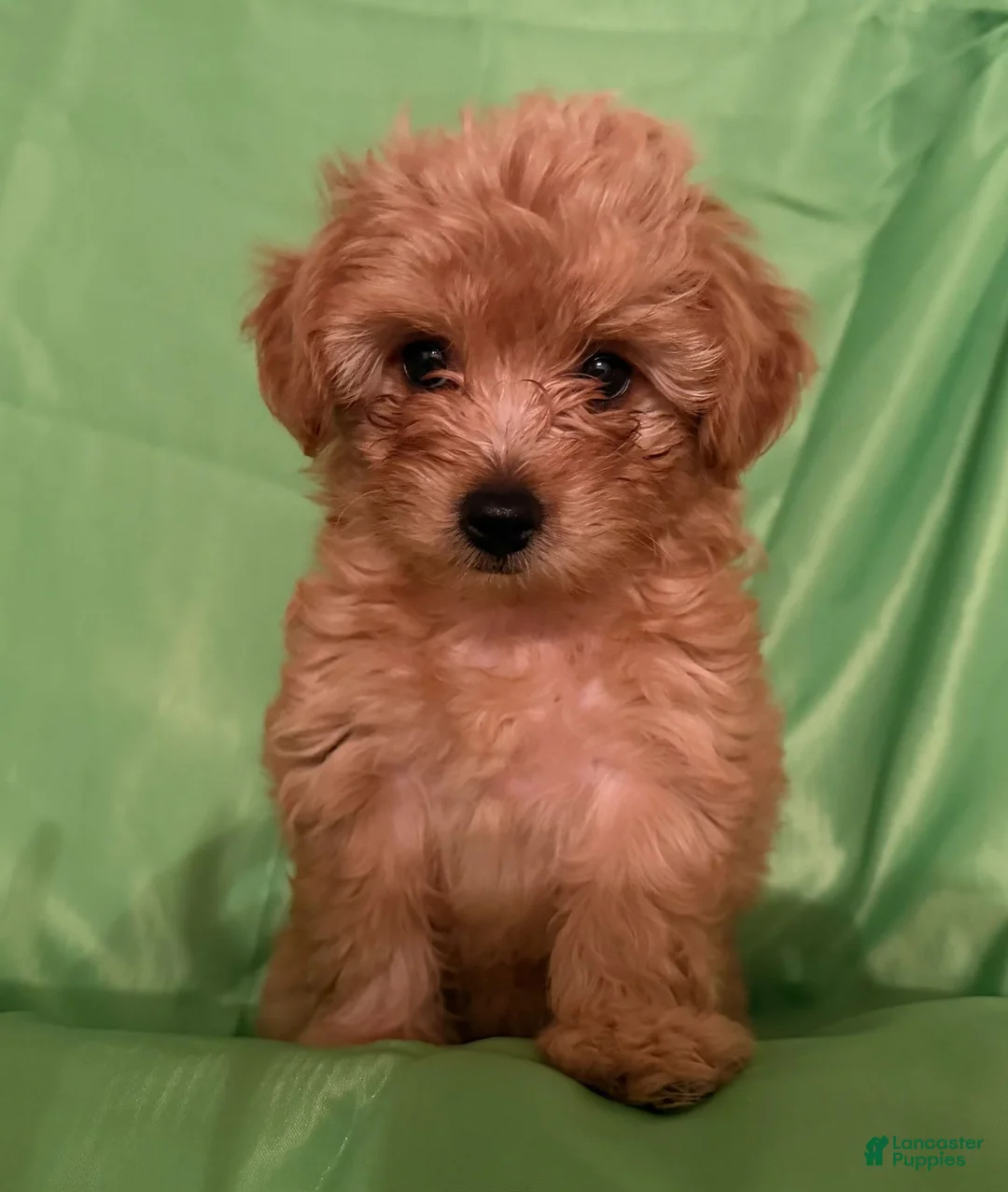 Yorkiepoo dogs for sale: Nami - Ad 1