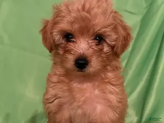 Yorkiepoo dogs Nami - Ad 33
