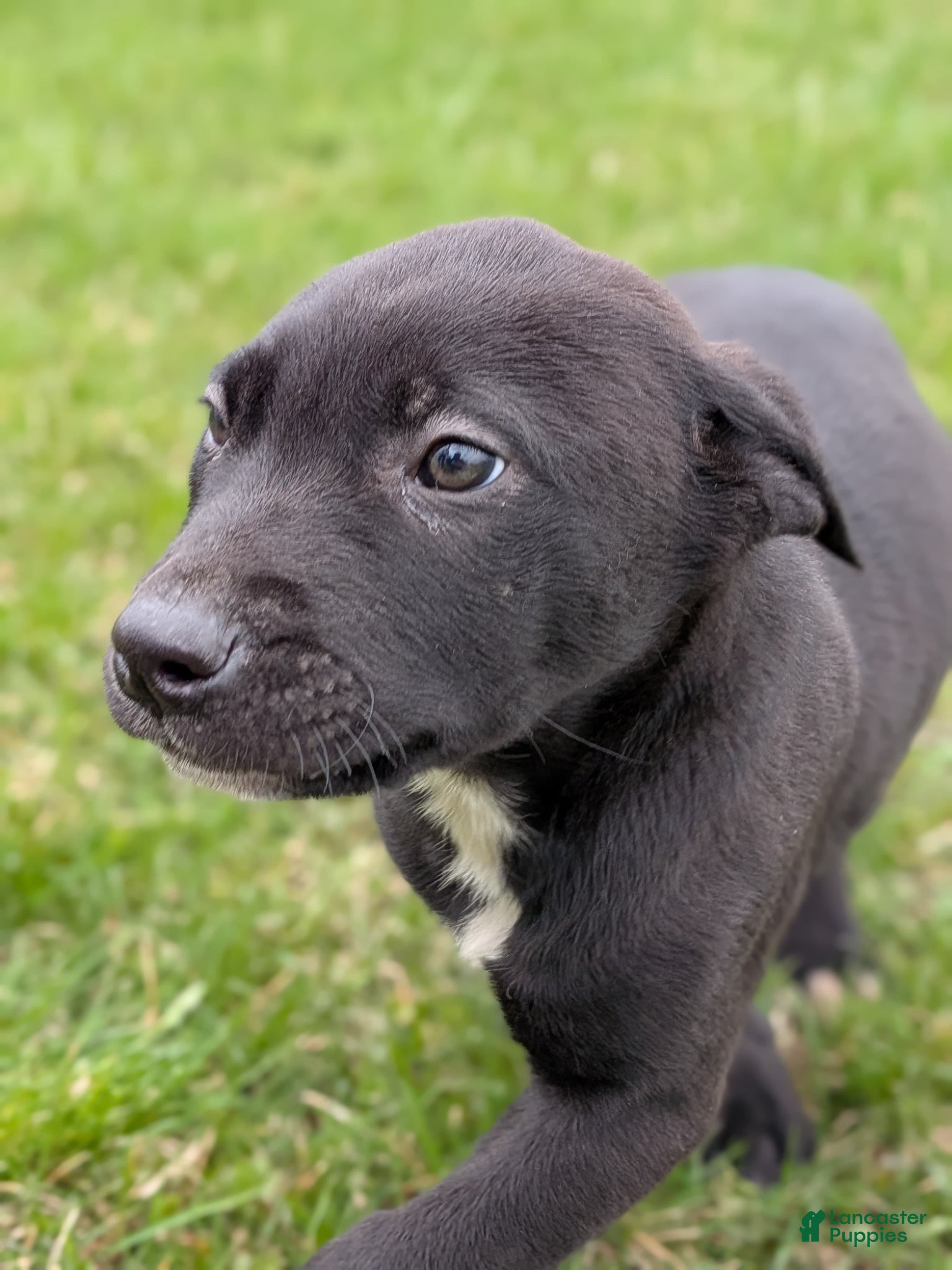 Mixed Breed dogs Mixed Breed Puppy 3 - Ad 1