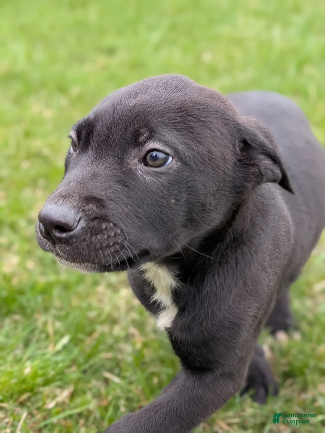 Mixed Breed dogs for sale: Mixed Breed Puppy 3 - Ad 1